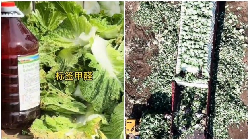 别用伪科普,为甲醛白菜的违法成本洗地!